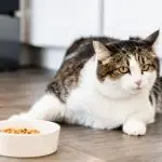 Why did my cat stop eating dry food?