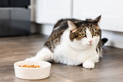 Why did my cat stop eating dry food?