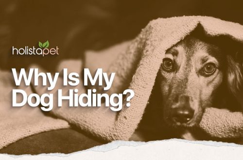 Why did the dog hide?