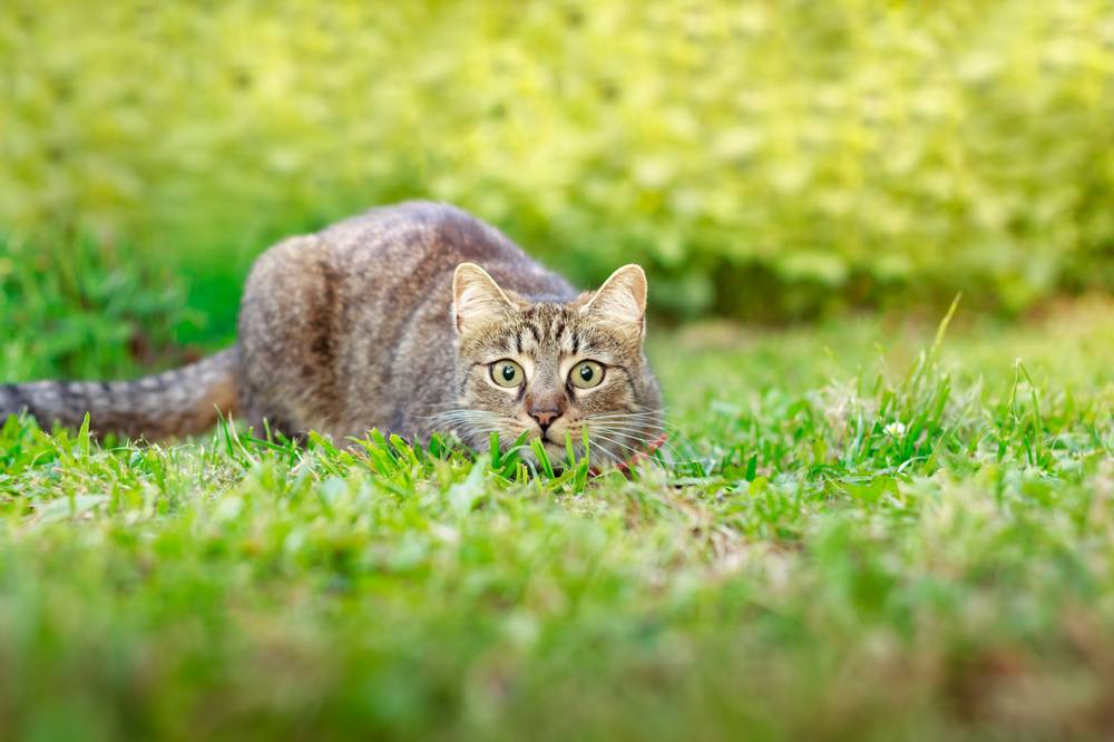 Why do cats bring prey home?