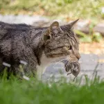 Why do cats bring prey home?