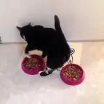 Why do cats bury food?