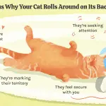 Why do cats drop things on the floor?