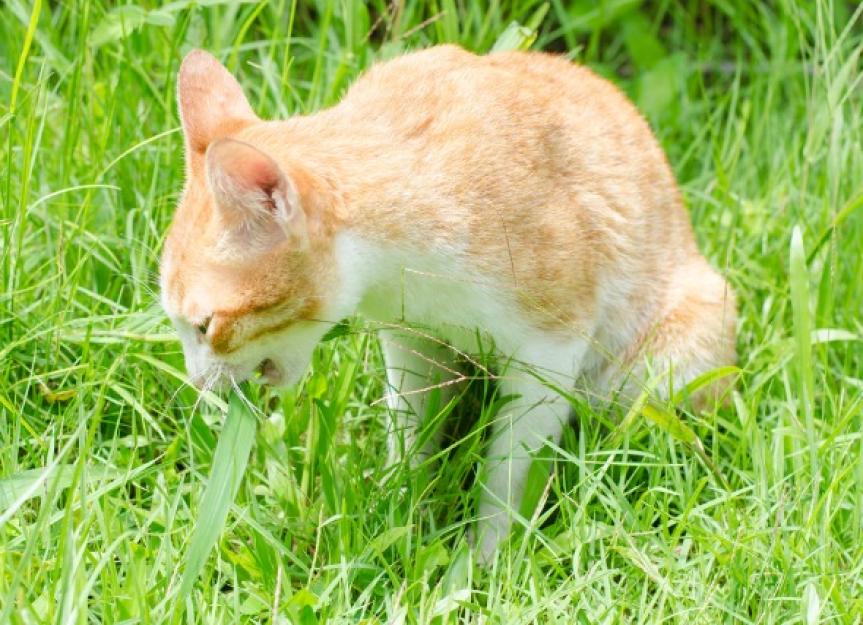 Why do cats eat grass?