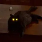 Why do cats eyes glow in the dark?