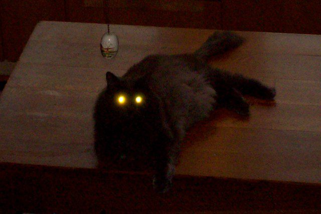 Why do cats eyes glow in the dark?