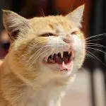 Why do cats hiss?