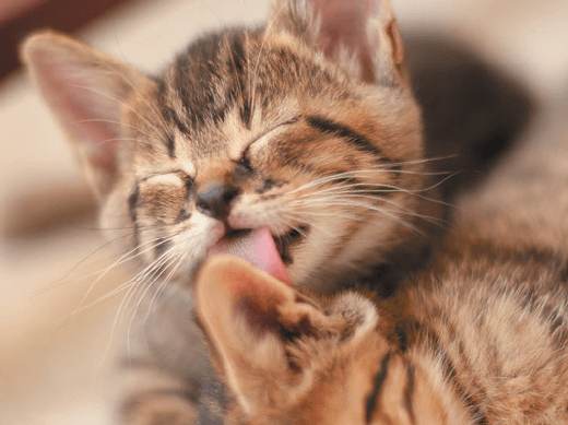 Why do cats lick each other?