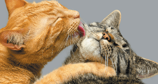 Why do cats lick each other?