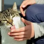 Why do cats lick their hands?