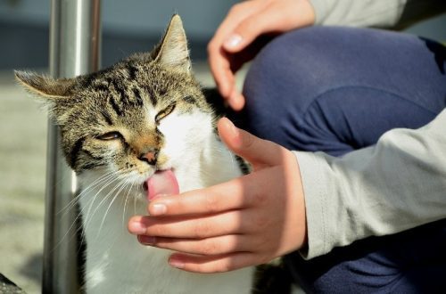Why do cats lick their hands?