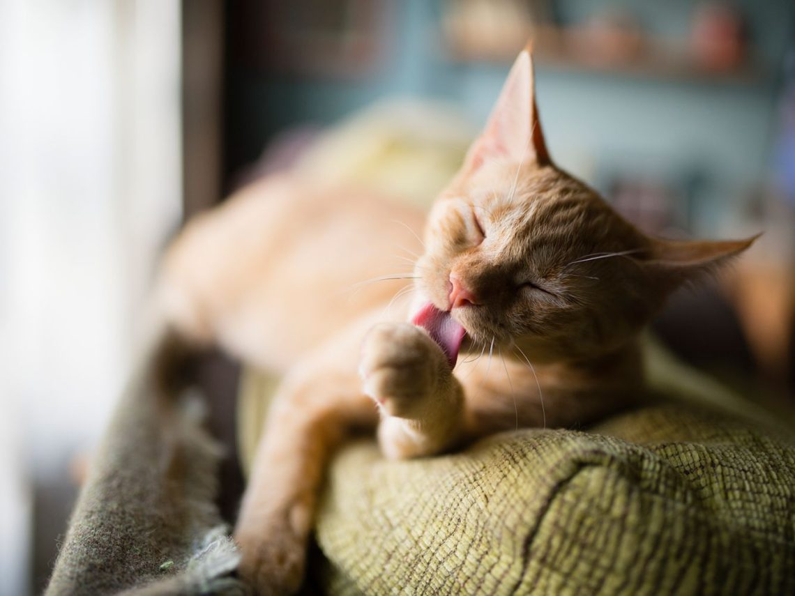Why do cats lick themselves so often?
