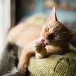 Why do cats lick themselves so often?