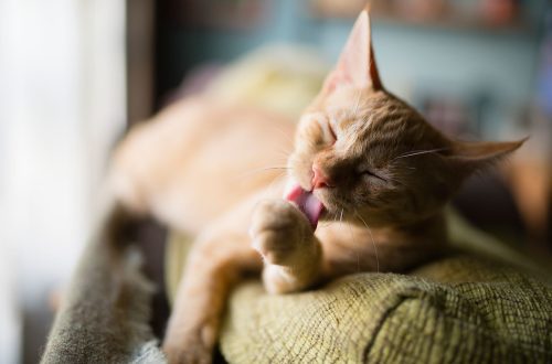 Why do cats lick themselves so often?
