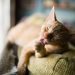 6 strange behaviors in cats and their explanation