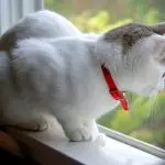 Why do cats like to sit by the window?