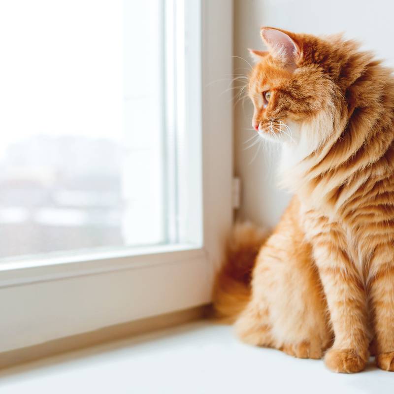 Why do cats like to sit by the window?