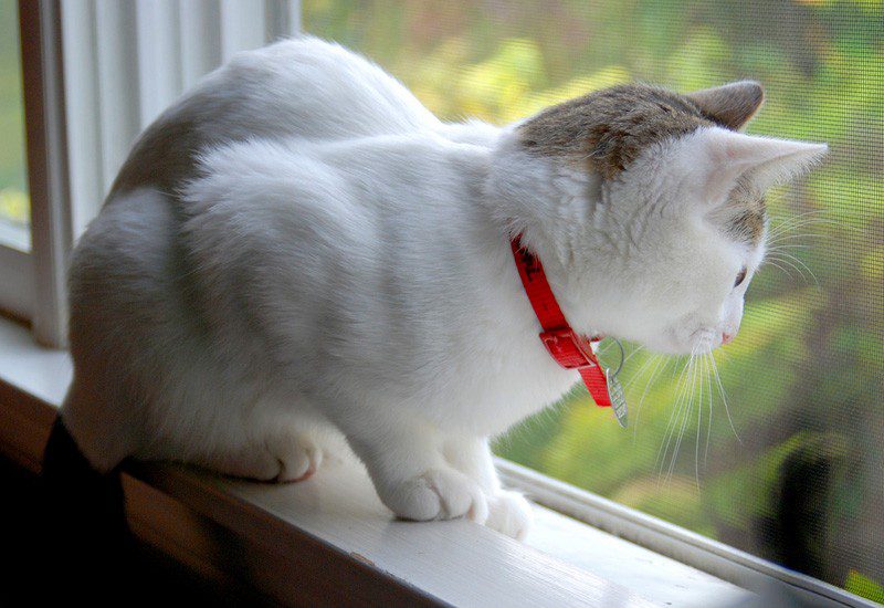 Why do cats like to sit by the window?