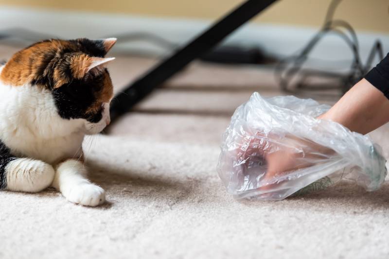 Why do cats love bags?