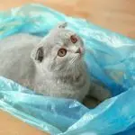 Why do cats love bags?
