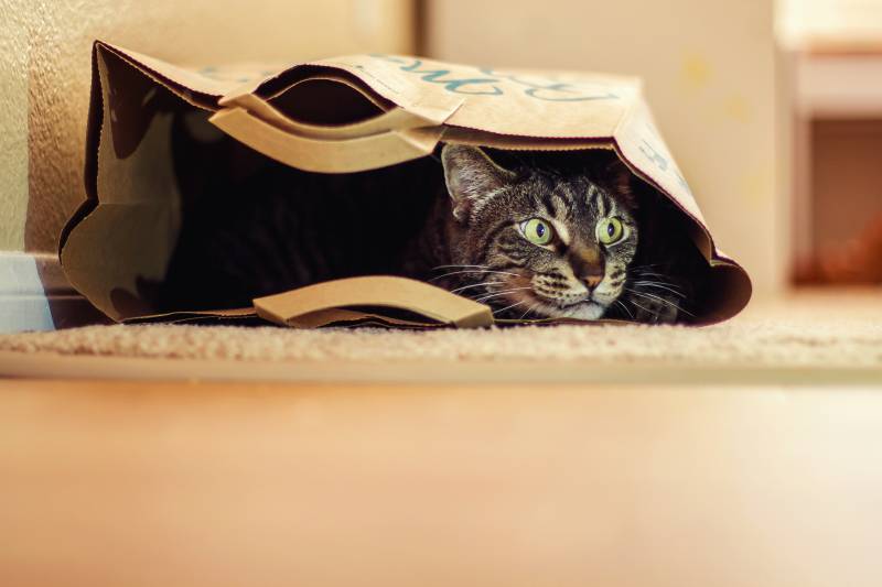 Why do cats love bags?