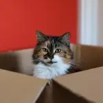 Why do cats love boxes?