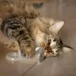 Why do cats love valerian?