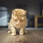 Why do cats run after the laser?