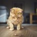 6 strange behaviors in cats and their explanation