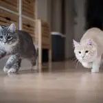 Why do cats run around the house and meow?