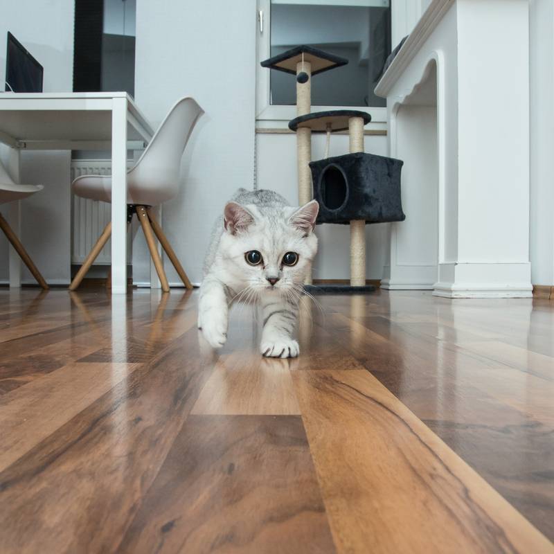 Why do cats run around the house and meow?