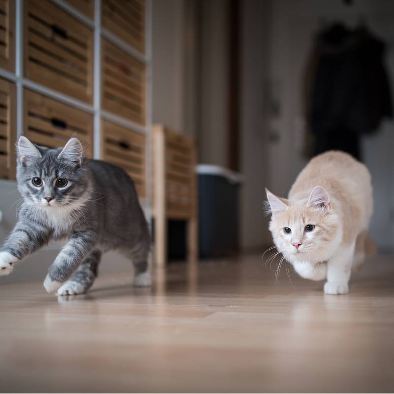 Why do cats run around the house and meow?