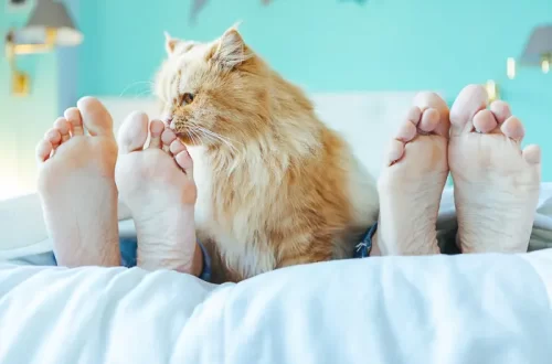 Why do cats sleep at the feet of humans?