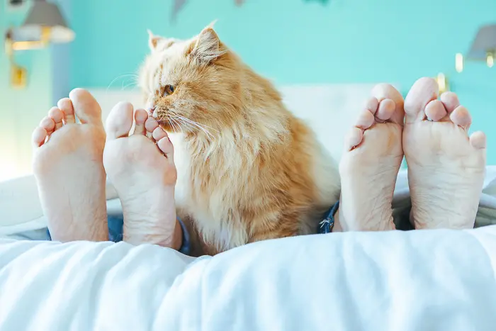 Why do cats sleep at the feet of humans?