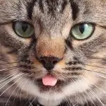 Why do cats stick out and show their tongue?