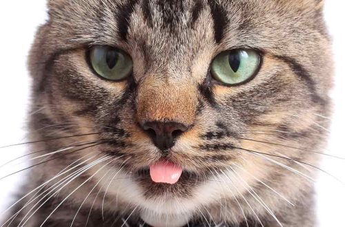 Why do cats stick out and show their tongue?