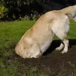 Why do dogs dig the ground