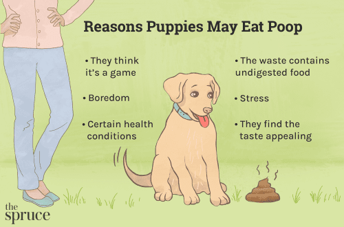 Why do dogs eat their own feces?