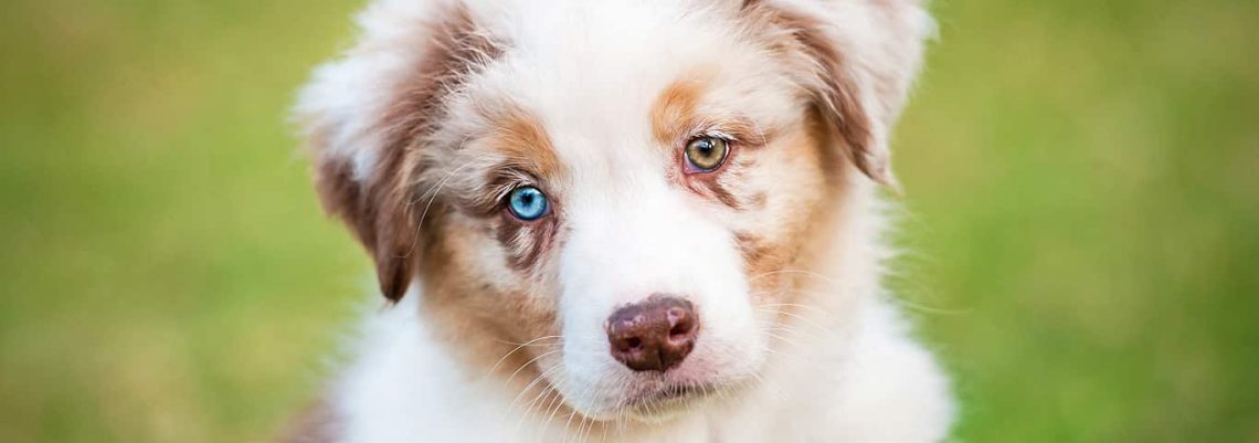 Why do dogs have different eyes?