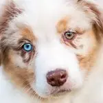Why do dogs have different eyes?