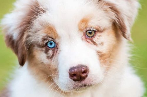 Why do dogs have different eyes?