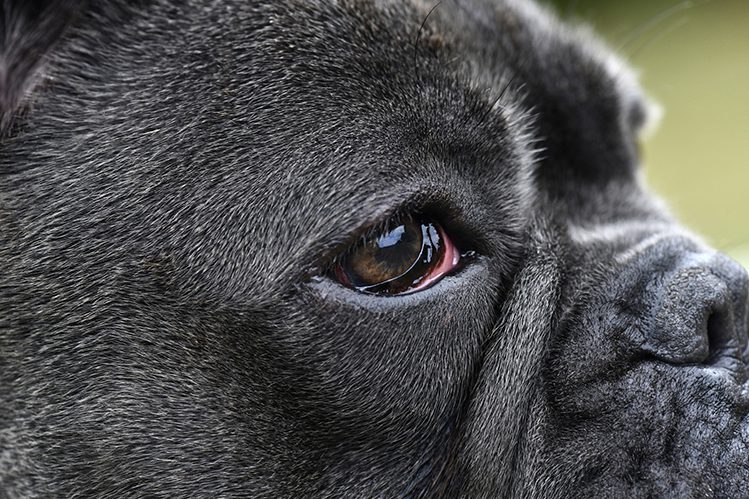 Why do dogs have red eyes?