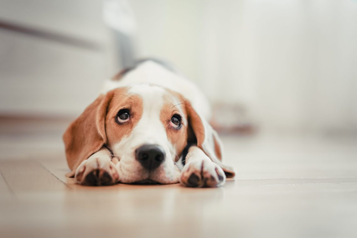 Why do dogs have sad eyes?