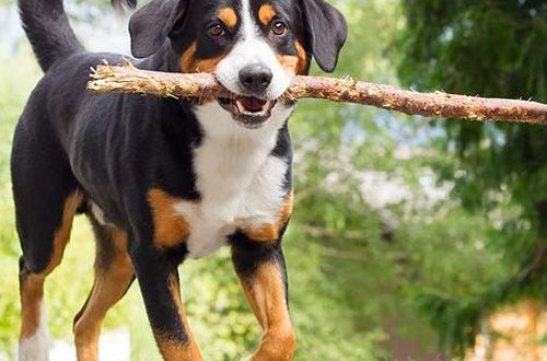 Why do dogs like to chew on sticks and is it safe?