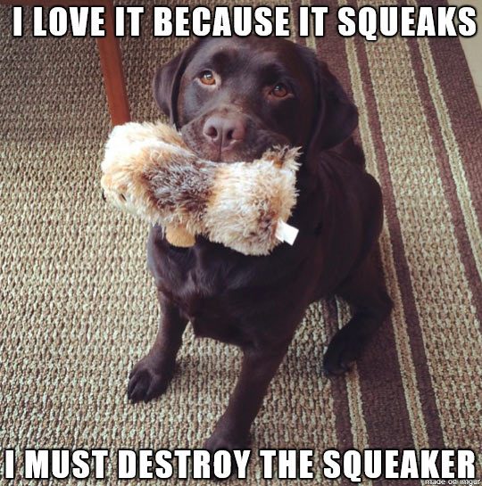 Why do dogs love squeaky toys so much?