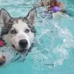Why do dogs paddle after going to the toilet?