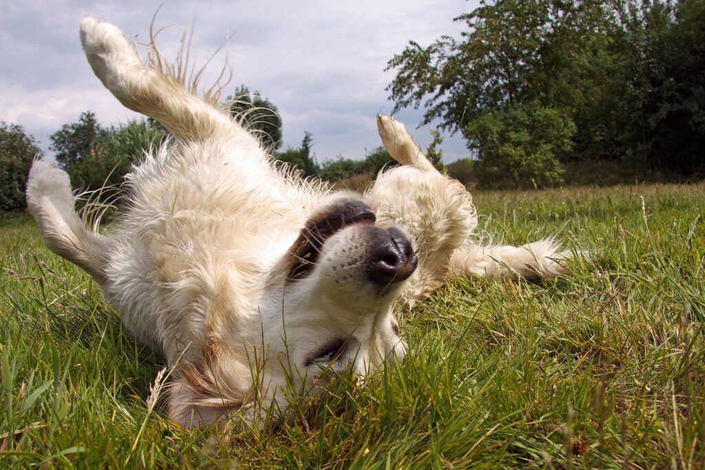 Why do dogs wallow in stinky stuff?
