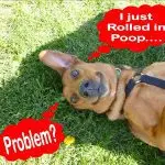 Why do dogs wallow in stinky stuff?