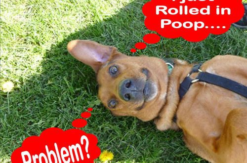 Why do dogs wallow in stinky stuff?