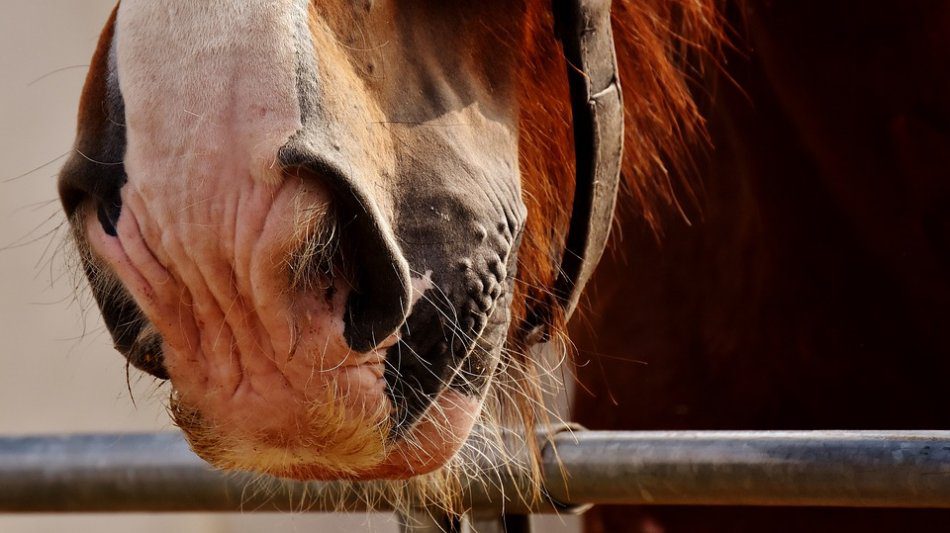 Why do horses smile, or something about a horses sense of smell